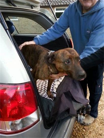 Arwin has been Adopted!