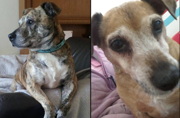 The search is over for these two lovely boys...