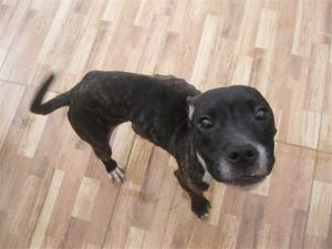 Buttons - One of four horrifically malnourished puppies rescued