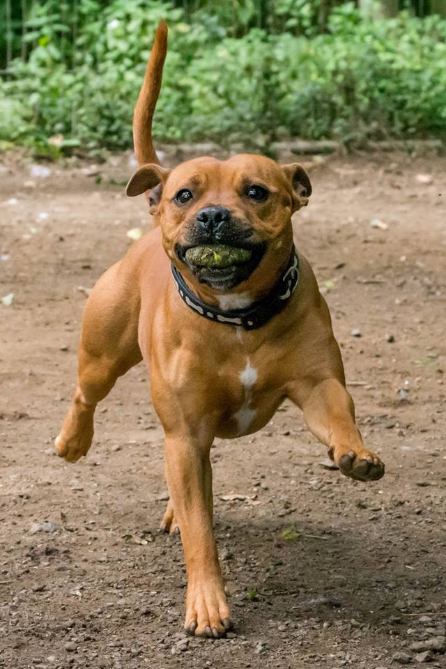 DECLAN - Loving, happy, playful... What's not to like?