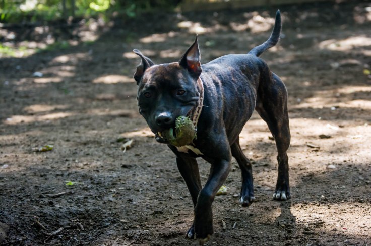 EVIE - has found her forever home <3