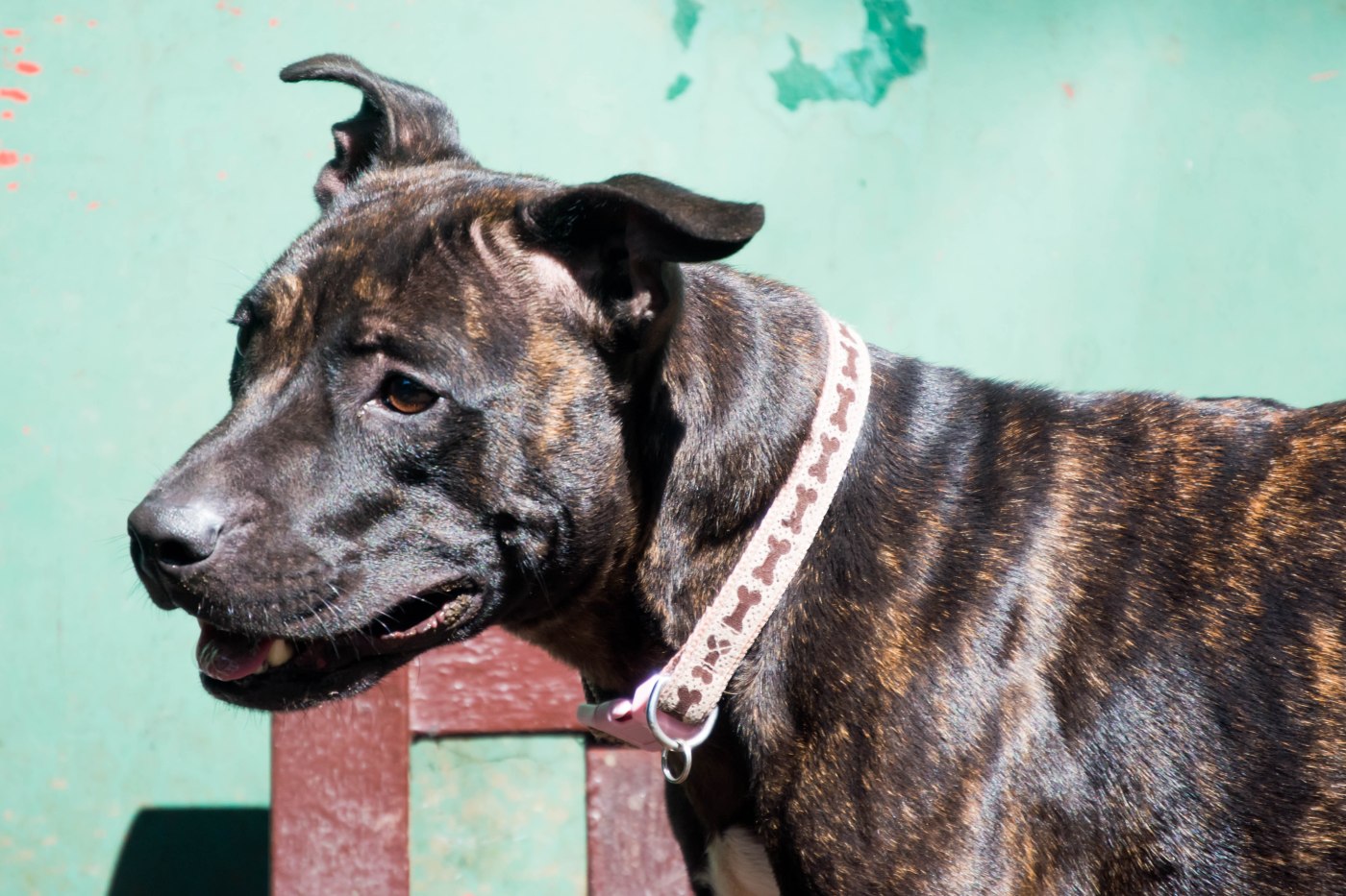 EVIE - has found her forever home