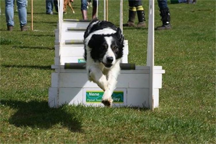 Hector the Flyball Star