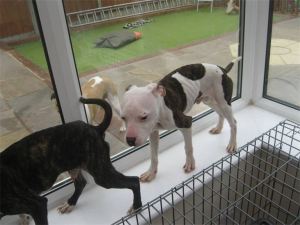 Hugo - One of four horrifically malnourished puppies rescued