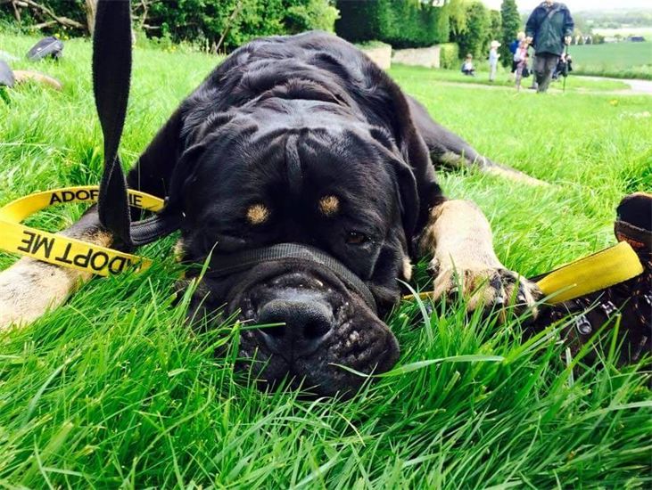 Logan does the Waendel Walk