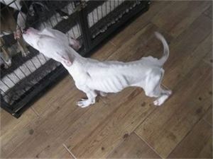 Pablo - One of four horrifically malnourished puppies rescued