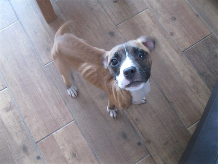 Pablo - One of four horrifically malnourished puppies rescued