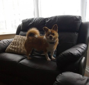 TOBY (January 2014) "I adopted Toby in January 2014 after fostering him for a couple of weeks!!! He is as mad as a hatter but he brings love and joy to our family xx"