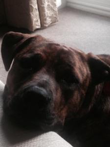 FREYA Parsons (MAY 2015) came home to her family on May 23rd this year. She has filled our hearts and our sofas with so much love 😍