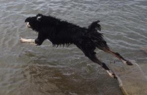 HARVEY ( June 2013) A troubled boy who has absolutely flourished with a little bit of patience and a bucketful of love.