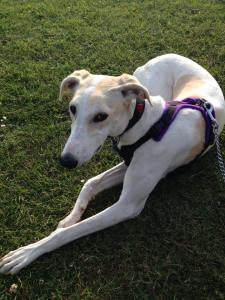 CHLOE (February 2015) the loony lurcher who loves her cuddles when she's briefly stopped leaping and charging round at 100mph. Joined us on 26th Feb 2015.