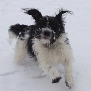 SMUDGE (February 2013) "Smudge, came to us in February 2013, much loved and has a fur-sister now too."