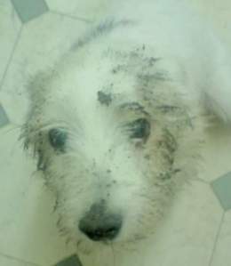 WIDGET (2009) "He enjoyed digging!"