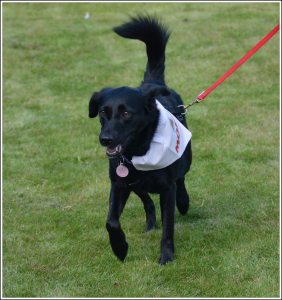 MOLLY (July 2005) "She came to me as an emergency rescue at 8 weeks old 10 years ago, and I was her third home. It was the end of July 2005 and I said I would just have her for the weekend as we had just got back from my Mum's funeral and were in pieces. Molly stayed and helped to heal our hearts. She has been Aunty to lots of foster dogs and always barks to tell me if they are doing something she doesn't approve of. xx"