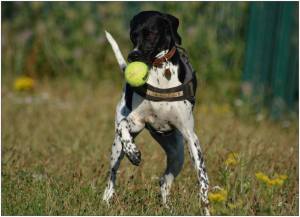 MINNIE (2013) "Came to live with me and Monty in 2013 - after a whole week in kennels! In 23 years we've only had 2 Pointers come in. The other was Ginny, who came in as a stray and was never claimed. I bought her from Neil for £25 and had her for 7 years [eventually finding out her original home - not the one that had lost her - and meeting her litter brother]" ~ Sue Allen