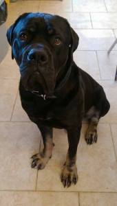 LOGAN (July 2015) "We weren't sure if we were ready for another dog until we met Logan. We didn't know it, but he had been waiting for us. He is huge, he is playful, he is hungry and he is loved for it."