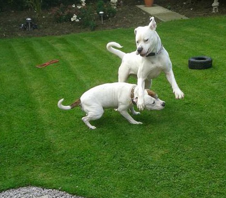 DAKOTA is bouncing with joy :-)