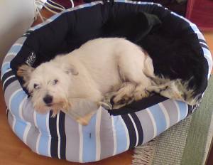 WIDGET (2009) "Widget was a special case, who was my little trooper. He was badly treated, cigarettes stubbed out on him and also beaten with some serious damage. Even though he'd been through so much he learnt, after some time to re-trust people again. Widget was a totally different dog to the one we got. He was my little rock and I learnt so much in return. I was told, that he probably wouldn't live that long considering what he'd been through but he lasted a year longer than we expected. I will remember the quirky things about him like wanting to wear a t-shirt to bed and be grumpy when you needed to take it off. You could also set your watch by him, as regular as clock-work, as he knew when his walks were due. He left a huge hole when he finally passed away but was a fighter to the end x"