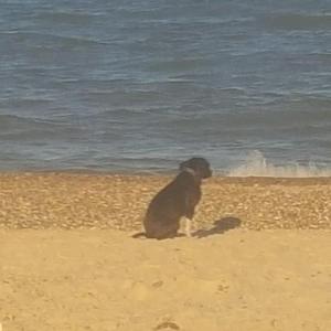 DIESEL enjoying his new life... and his first trip to the beach (even though he didn't think much to getting his paws wet lol)