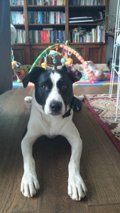 BLAKE (May 2012) Adopted 24th May 2012