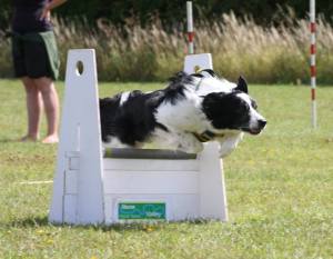 HECTOR (February 2013) is currently living with two other Collies and a rather naughty Springer, plus four very well behaved children ;-)