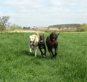 HILDA is now healthy, happy and loved with her new Mummy, Kennel Manager Naomi, Angel and Colin