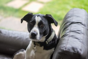 BLAKE (May 2012) Adopted 24th May 2012