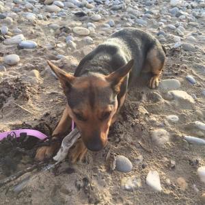 PENNY (July 2015) We adopted Penny on July 7th 2015. The Adorable Penny on Hartlepool beach , part of her first family holiday on The Great North run weekend.