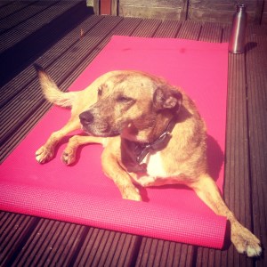 LUCY (November 2012) "I got Lucy on 5th November 2012, she is such a fantastic dog, we all love her so much! Here she is practicing her yoga...."