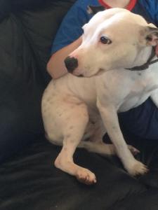 SPARKLE (September 2015) “Sparkle is very happy with her new home Sarah and Garry said thank you for such a lovely girl”