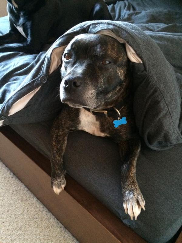 BILLY - An ex-Wellidog who inspired Gemma and Jon's Iron Run