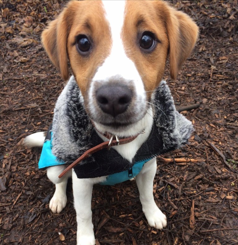 RASCAL – Beagle X Jack Russell Terrier – 7 months Old – Wellingborough ...