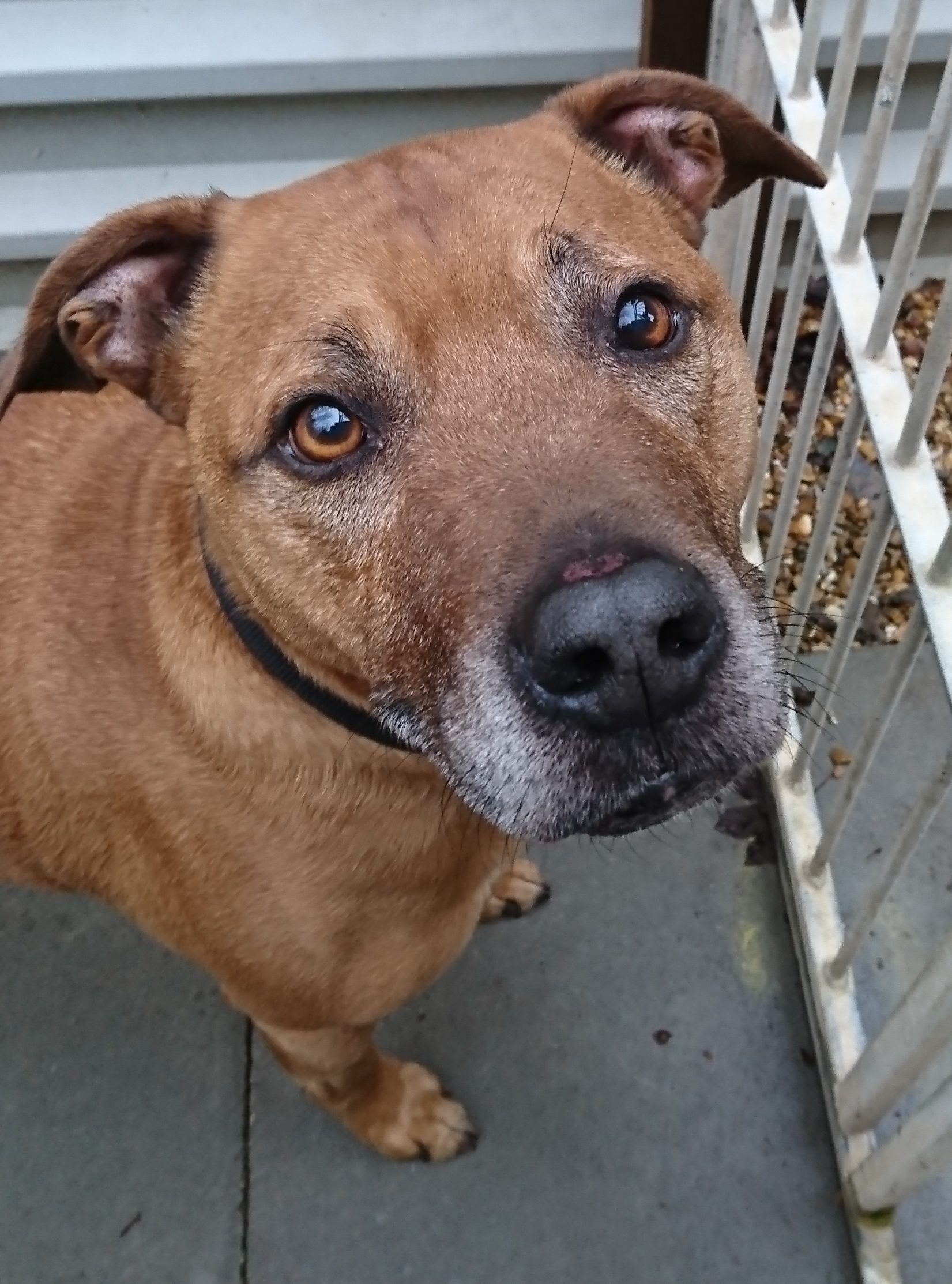 FRANK Rhodesian Ridgeback X Staffie 7 8 Years Old Wellingborough Dog Welfare Wellidog