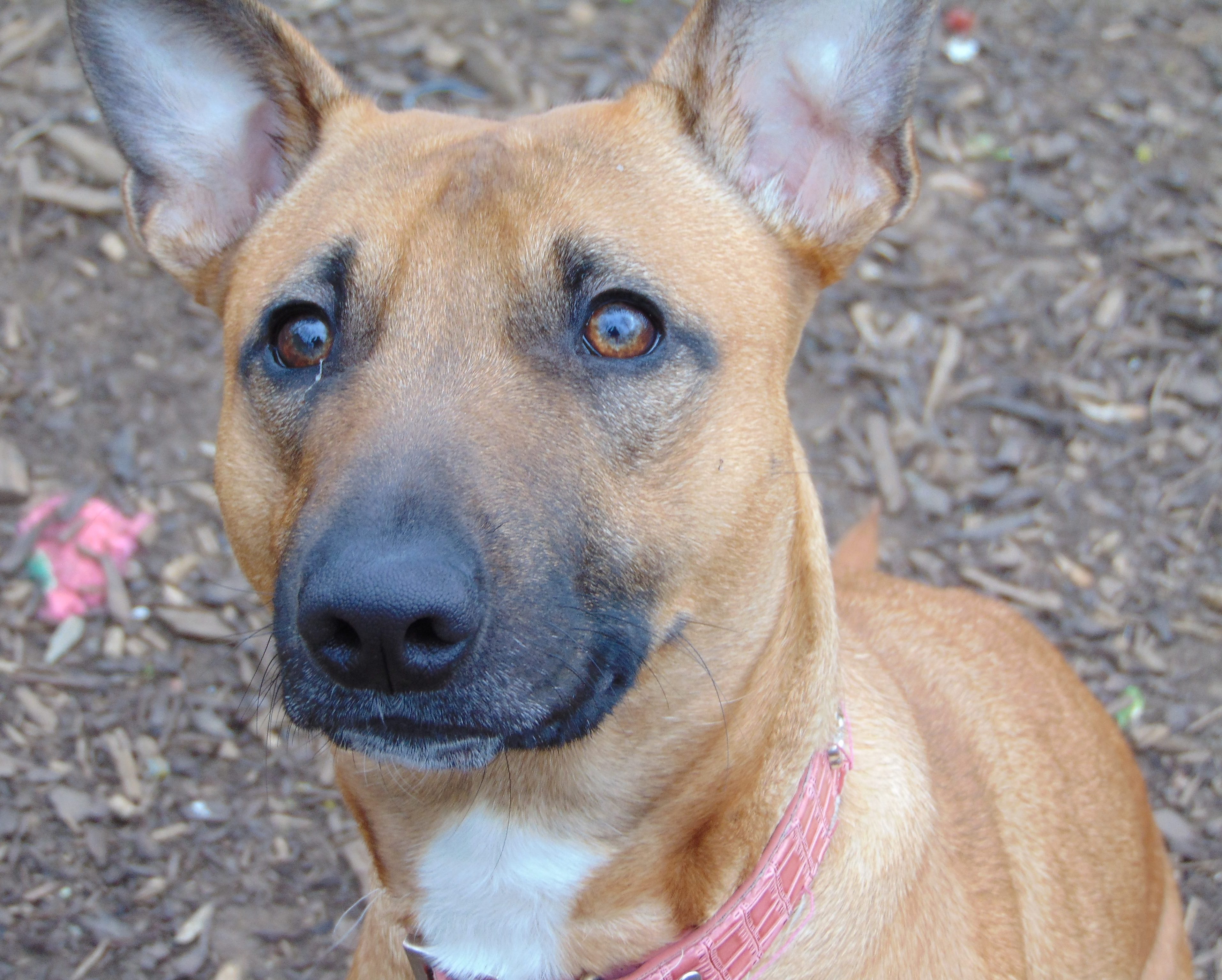 Mallory Ridgeback DARCY – Staffie X Ridgeback X Malinois – 2 1/2 years old ...