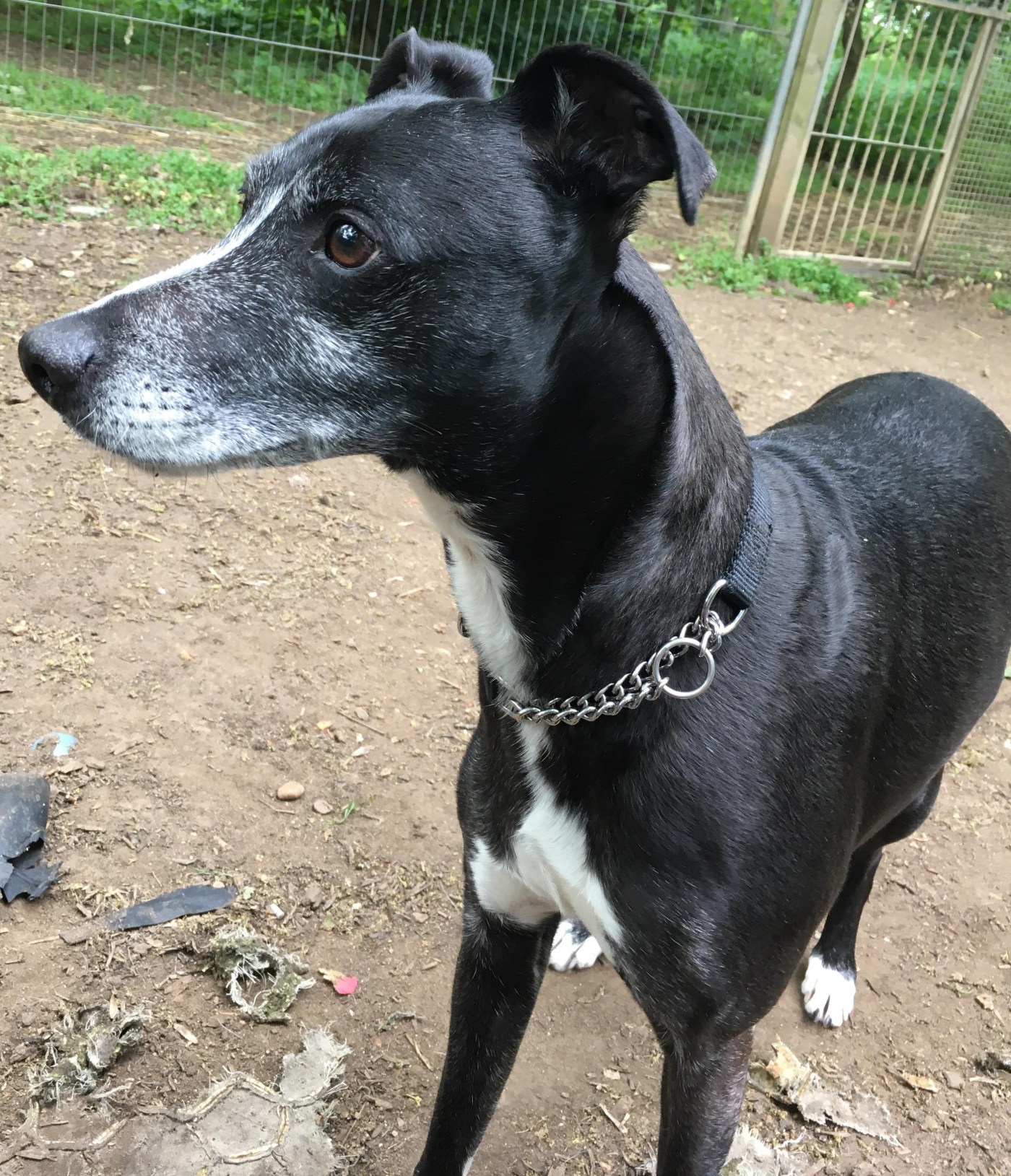 Patch Whippet Dog Kennels Looking for a Home Adoption