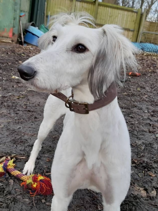 CRYSTAL – SALUKI – 3 YEARS OLD – Wellingborough Dog Welfare (Wellidog)