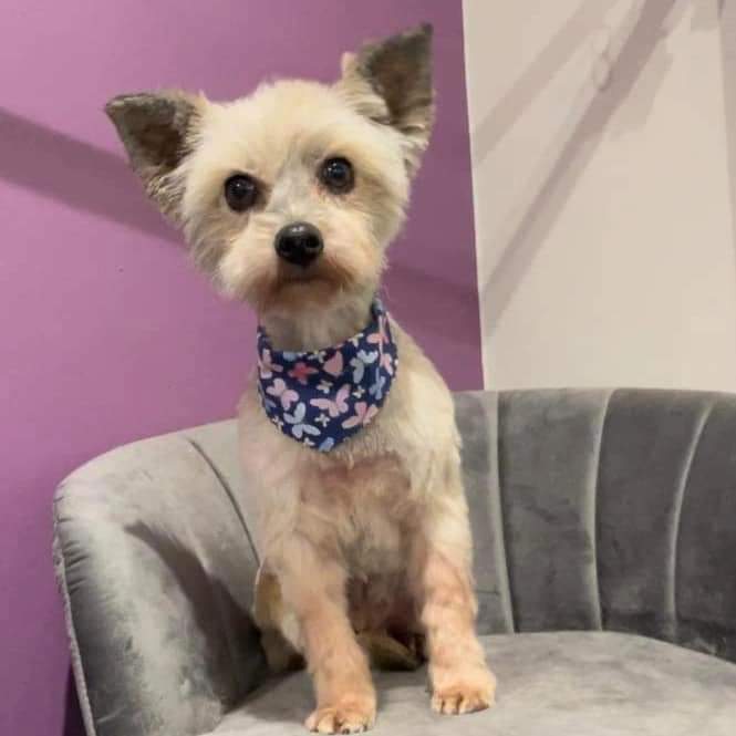 TINKS- YORKIE- AROUND 3 YEARS OLD – Wellingborough Dog Welfare (Wellidog)