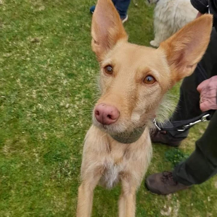 LEXI- PODENCO?- 6 YEARS OLD – Wellingborough Dog Welfare (Wellidog)