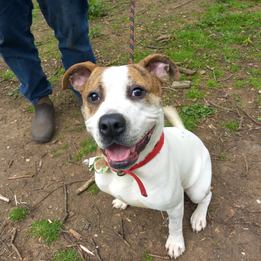 HOWIE- STAFF X- AROUND 2 YEARS OLD – Wellingborough Dog Welfare (Wellidog)