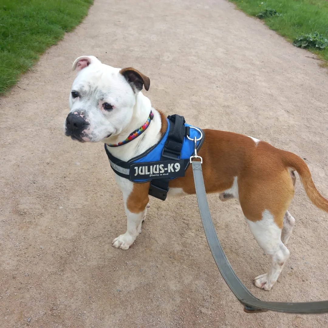 PHIL- STAFF- 5 YEARS OLD – Wellingborough Dog Welfare (Wellidog)