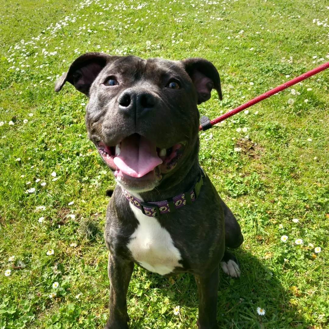 KAI- STAFF X- AROUND 7/8 MONTHS OLD – Wellingborough Dog Welfare (Wellidog)