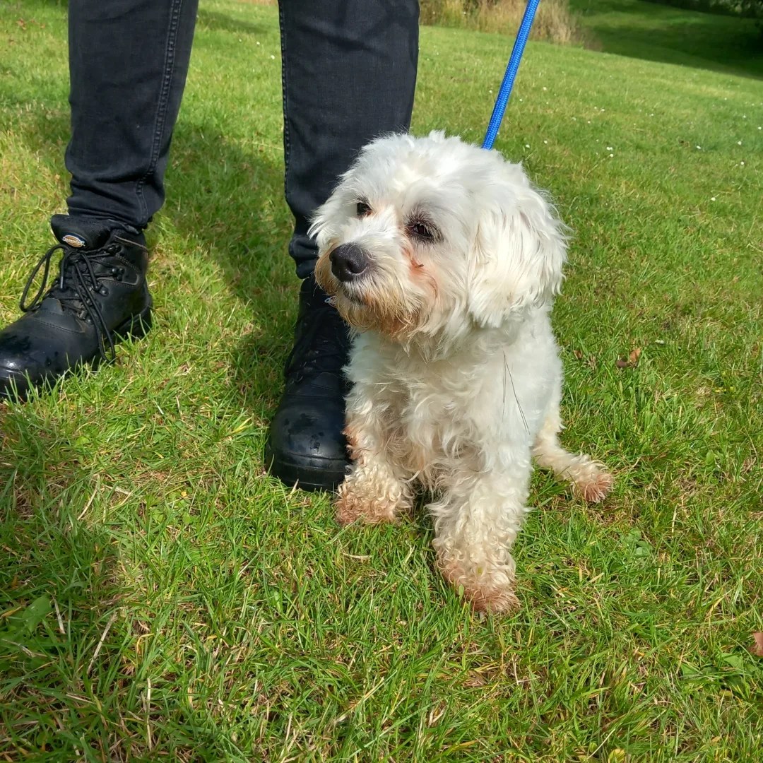 MARTHA- CROSSBREED- 14 MONTHS OLD – Wellingborough Dog Welfare (Wellidog)