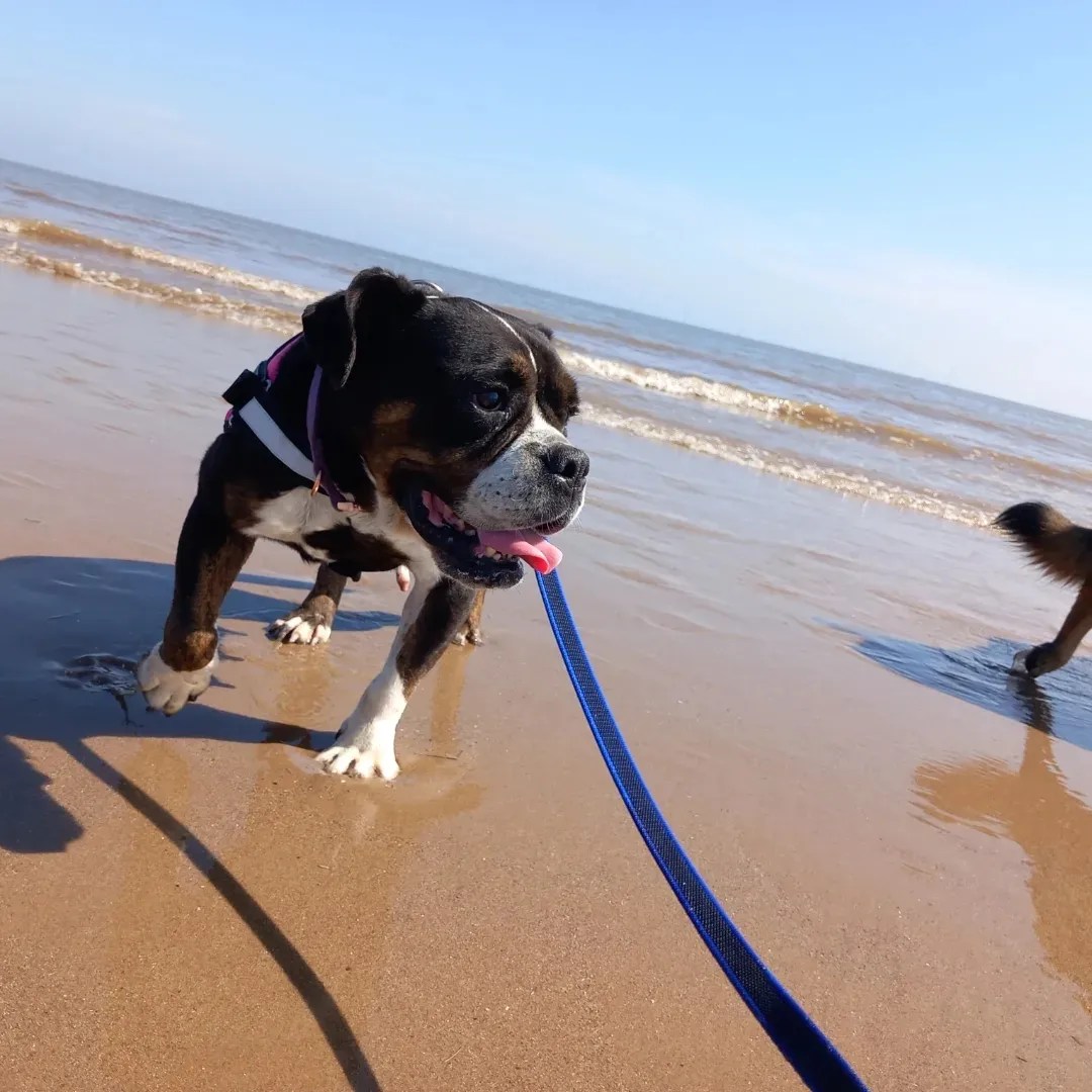 MILLIE- BULLDOG X- 6 YEARS OLD – Wellingborough Dog Welfare (Wellidog)