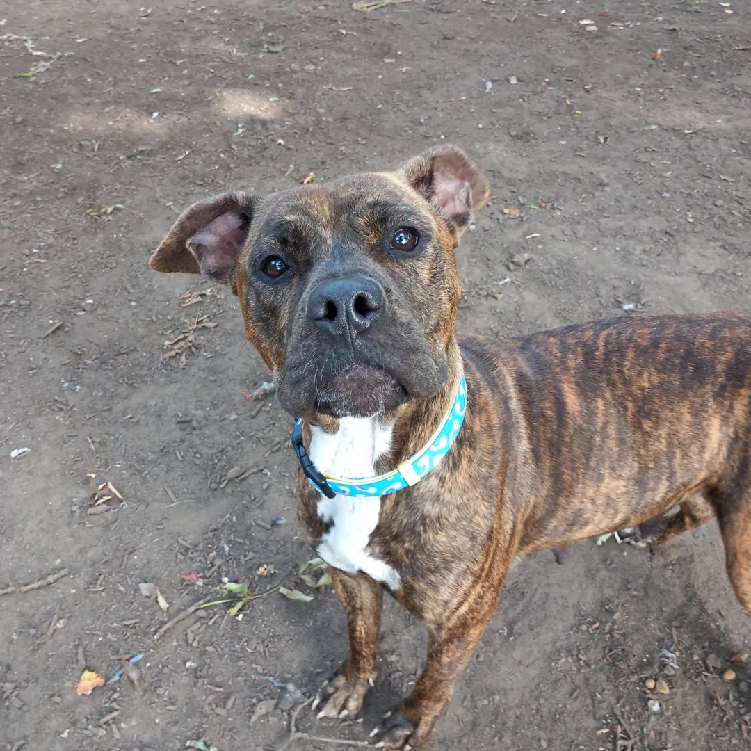 MISSY- STAFF X- 1 1/2 YEARS OLD – Wellingborough Dog Welfare (Wellidog)