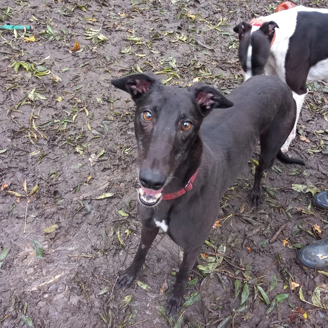GWEN- GREYHOUND- 3 YEARS OLD – Wellingborough Dog Welfare (Wellidog)