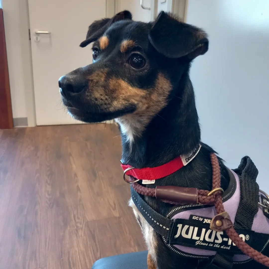 BINGO- 8 MONTHS OLD – Wellingborough Dog Welfare (Wellidog)