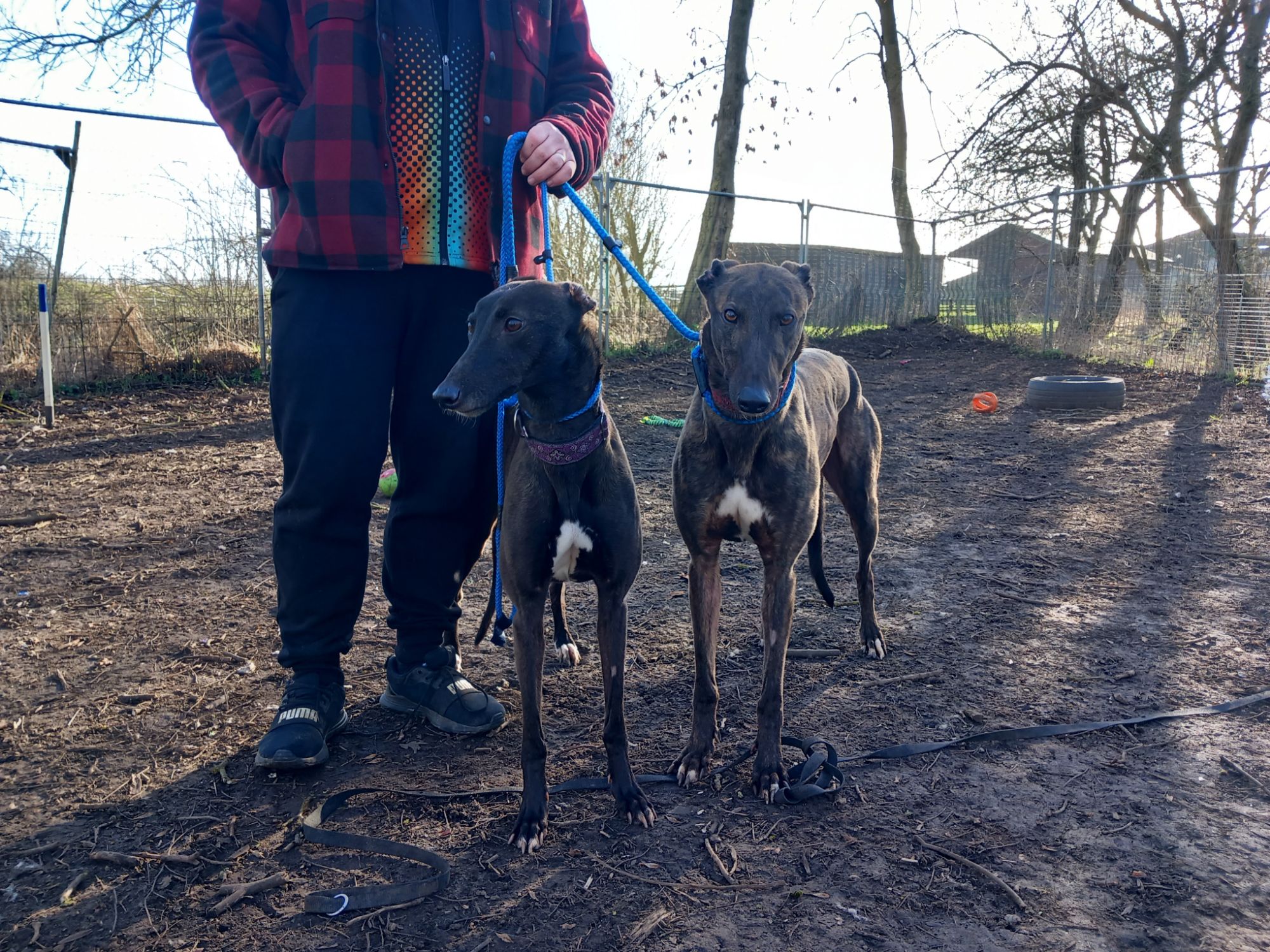 GILL – Wellingborough Dog Welfare (Wellidog)