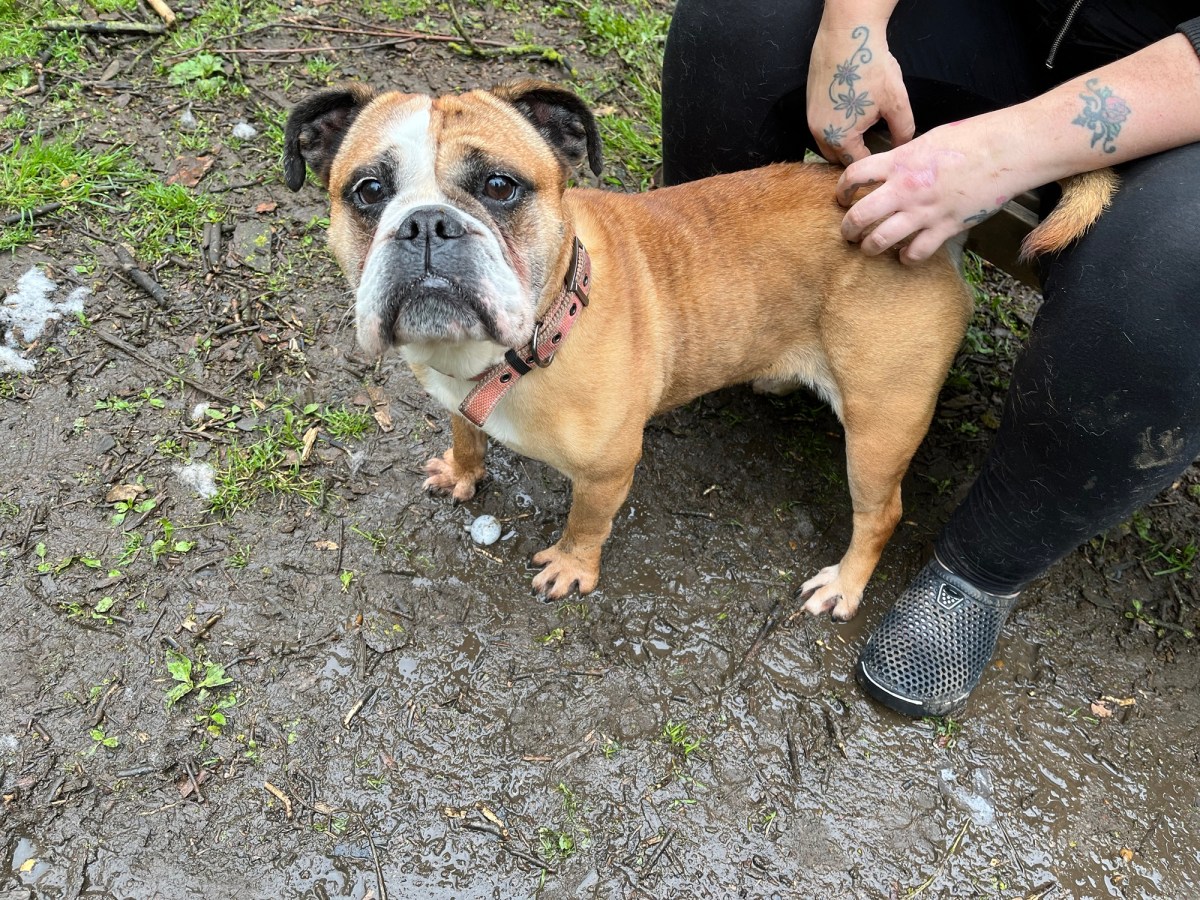 TBAG – Wellingborough Dog Welfare (Wellidog)
