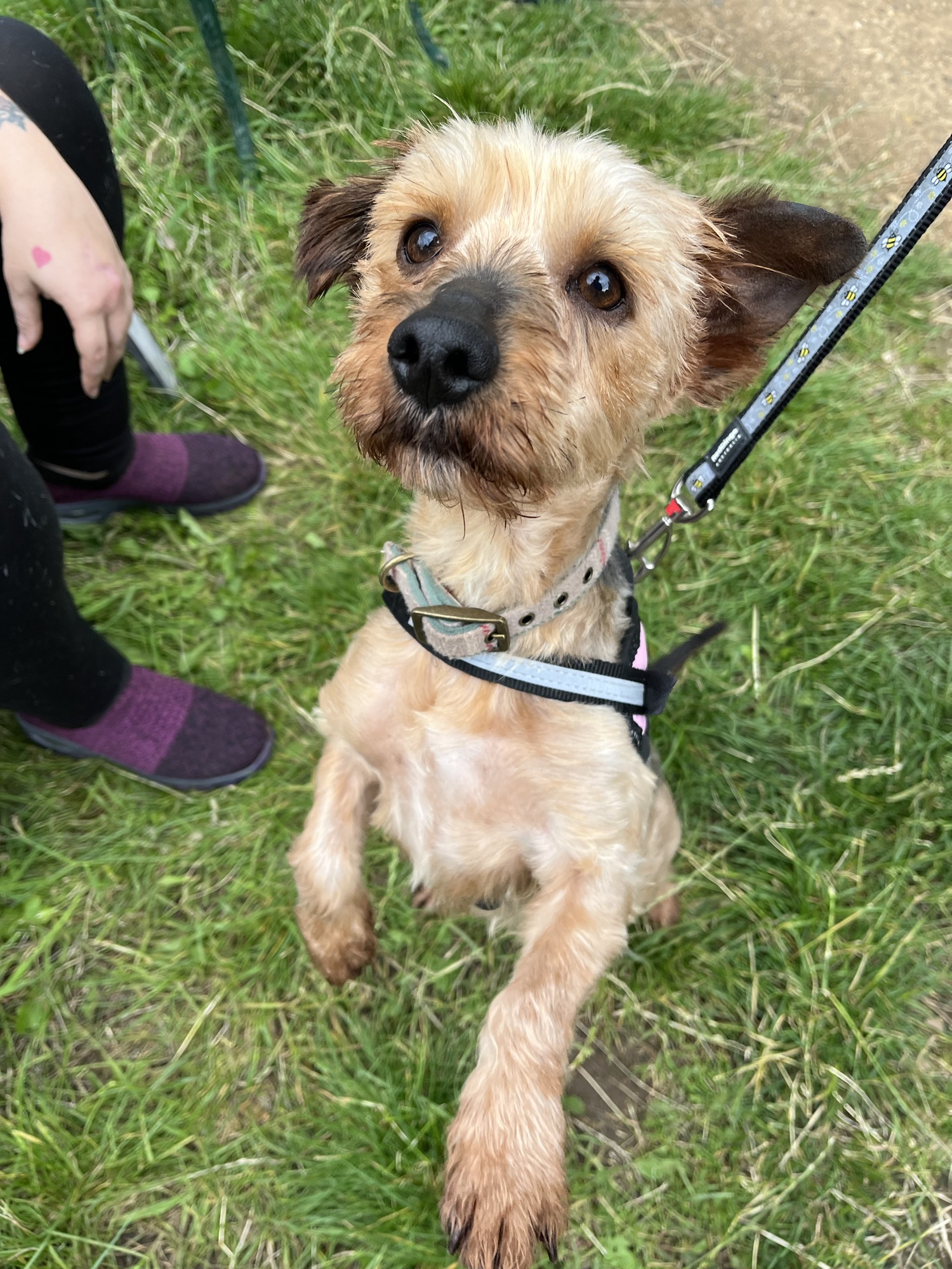 DOUGLAS- yorkie x – Wellingborough Dog Welfare (Wellidog)