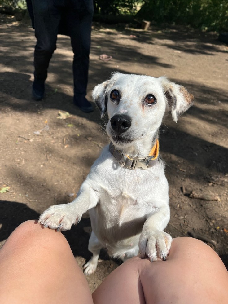 SALLY- JACK RUSSELL – Wellingborough Dog Welfare (Wellidog)